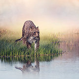 Leopard in the grass near water
