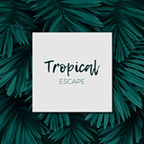 Dark green minimalistic vector design with exotic royal palm leaves.