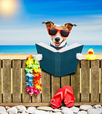 dog  on  beach on summer vacation holidays