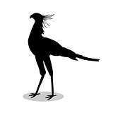 Secretary bird black silhouette animal