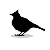 Skylark lark bird black silhouette animal