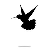 Hummingbird black silhouette colibri bird animal