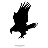 Hawk eagle falcon bird black silhouette animal