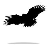 Eagle hawk golden eagle bird black silhouette animal