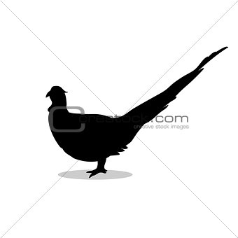 Pheasant bird black silhouette animal.