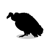 Vulture bird black silhouette animal