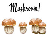 Mushrooms orange cap boletus isolated on white background. Vector Illustration