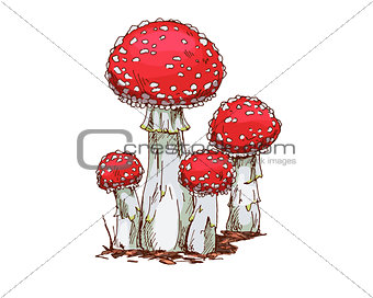 Family of fly agaric mushrooms isolated on white background. Vector Illustration