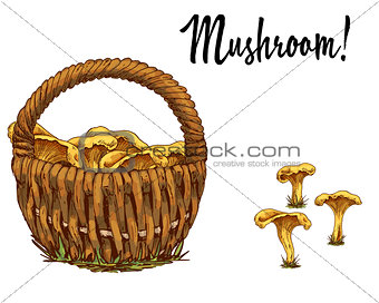 Wicker basket full of chanterelles and mushroom separately isolated on white background. Vector Illustration