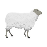 Vector illustration of a sheep