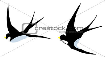 Vector Swallow Birds