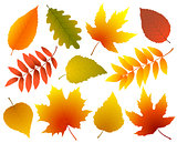 set of colorful isolated autumn leaves