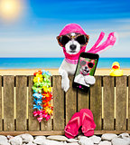 dog  on  beach on summer vacation holidays