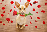 valentines dog in love with rose in mouth