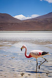 Pink flamingos in laguna Honda, sud Lipez altiplano reserva, Bol