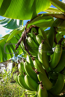 Banana tree detail, easter island