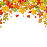 Autumn falling leaf isolated on white background.