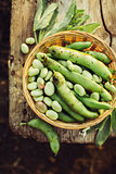 Fresh green broad beans