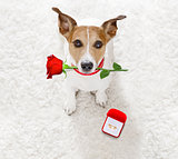 wedding proposal dog with marraige ring 