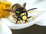 Wasp in white flower