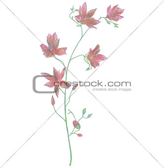 Drawn Watercolor Flower Vector Illustration