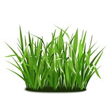 Vector Green Grass