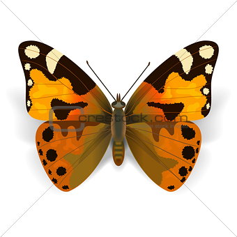 Vector Orange Butterfly