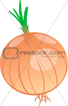 Vector drawing of onion