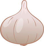 Vector drawing of garlic
