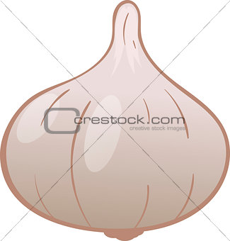 Vector drawing of garlic