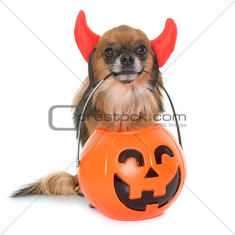 halloween pumpkin and chihuahua 
