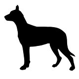 Black and white silhouette of a dog. Pointer or Pinscher.