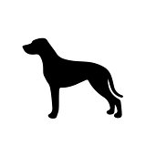 Black and white silhouette of a dog. Pointer or Pinscher.