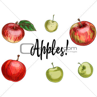 Illustration with different apples, red and green isolated on white background. Vector Illustration