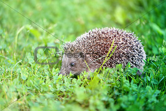 Photo of a little funny hedgehog