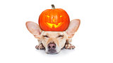 halloween  ghost  dog trick or treat