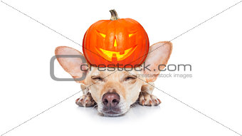 halloween  ghost  dog trick or treat