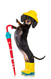 sausage dachshund umbrella rain dog