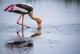 Dipping Painted Stork