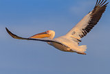 white pelican (pelecanus onocrotalus)