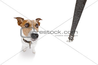 dog  with leash waiting for a walk 