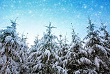Pine trees with snow in winter .