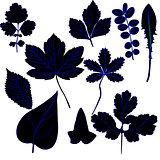 Ten different types of leafs;