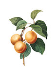 Apricot | Antique Flower Illustrations
