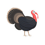 Vector illustration of a turkey-cock.