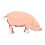 Vector illustration of a pig