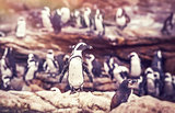 Big family of penguins 
