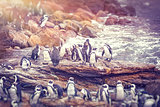 Big family of penguins