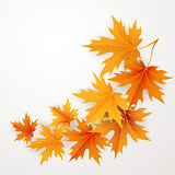Autumn maples falling leaves background.