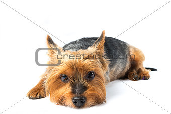 cute yorkshire terrier dog on white background